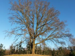 Et flot træ og blå himmel