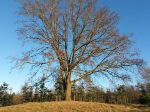2017-01-15 14.19.44 • nogetiovnen.dk