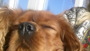 Min datter flyver fra reden - i glæde & vemod