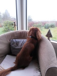 Forårssolen dansede - flere glade sommerhus skriblerier