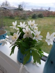 Påskelykke - anemoner, hav og blå himmel