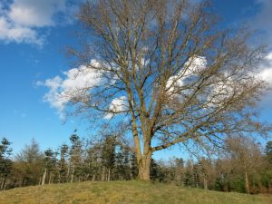 Forårssolen dansede - flere glade sommerhus skriblerier