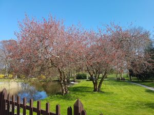 Sostrup Slot - frokosttapas, solskin og historiens vingesus