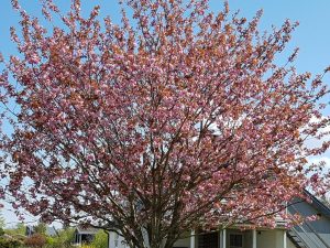 Gudmorens hjerte bobler