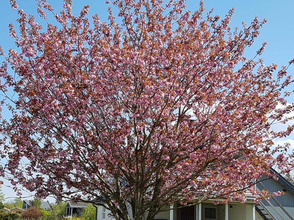 Gudmorens hjerte bobler
