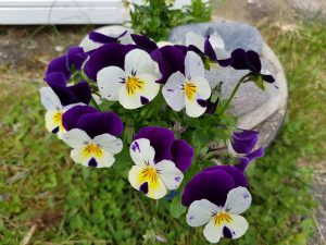 Sommersol og driversøndag i sommerhuset