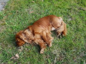 Kallehunden slapper af