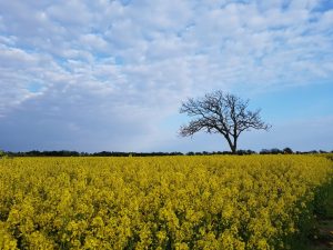 Sommersol og driversøndag i sommerhuset