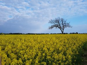 Forårsfarver - forårsforelskelse -forårsfryd