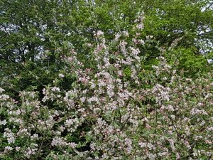 Forårsfarver - forårsforelskelse -forårsfryd