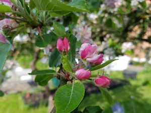 Forårsfarver - forårsforelskelse -forårsfryd