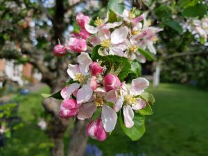 Forårsfarver - forårsforelskelse -forårsfryd