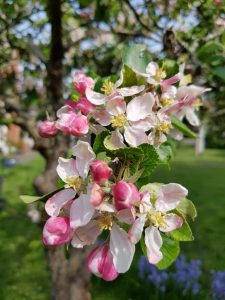 Forårsfarver - forårsforelskelse -forårsfryd