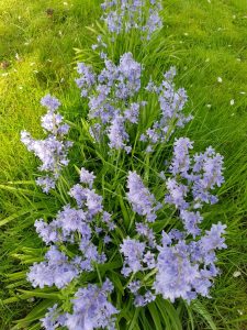 Forårsfarver - forårsforelskelse -forårsfryd