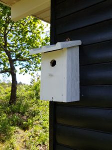 Sol, fuglefløjt, det idylliske haveskur og 5 liter maling