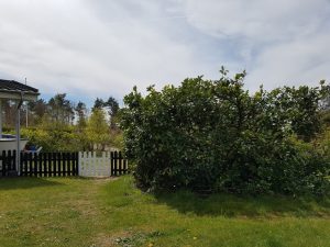 Hjemmearbejdsdag i sommerhuset i fortryllende omgivelser