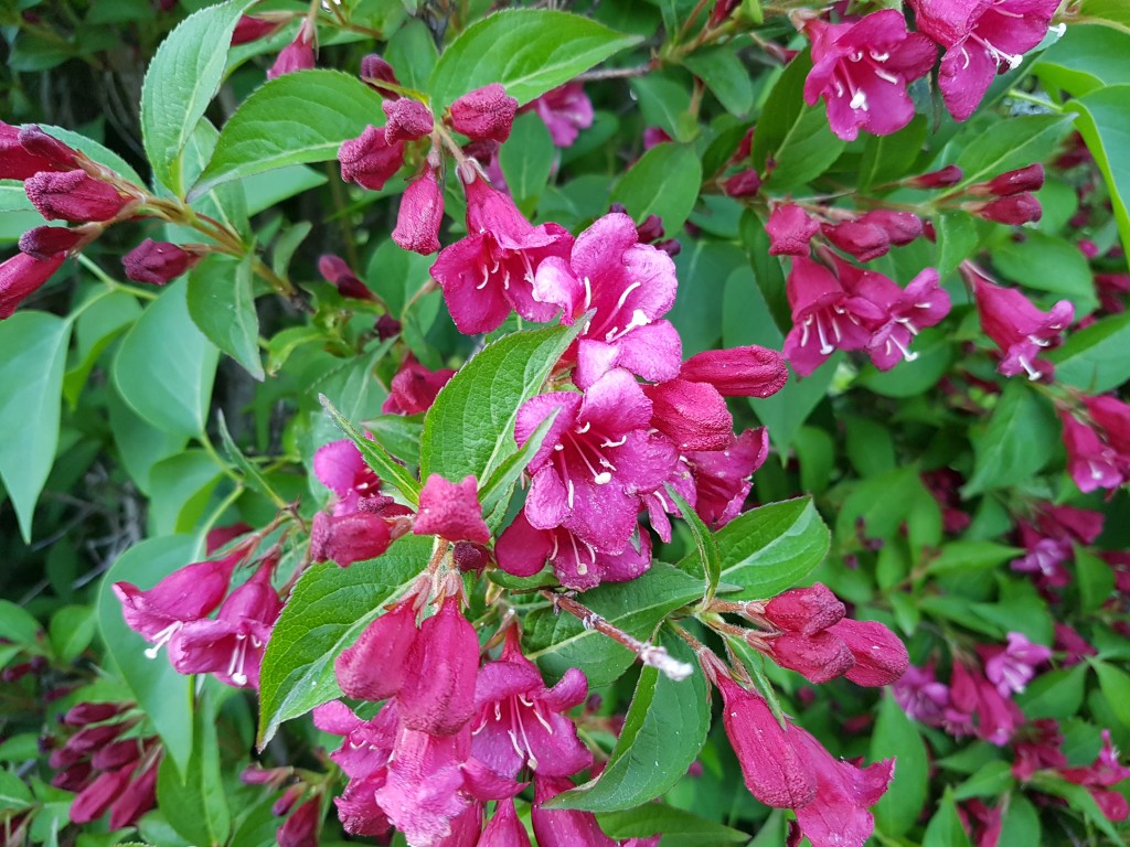 Livslykke og ligegyldige tanker om bikinikroppe