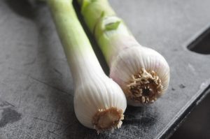 Forårsløg