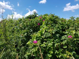 Sommerferie efter alles hjerter