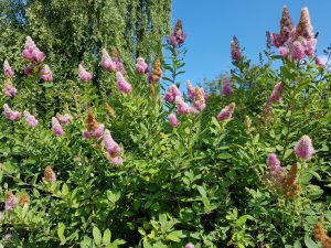 Blomster