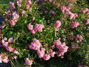 Blomser