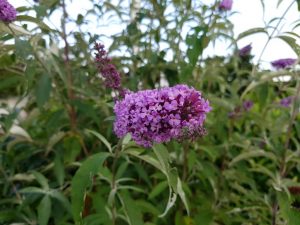 2017-08-27 18.18.41 • nogetiovnen.dk Blomst