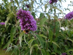 Blomster