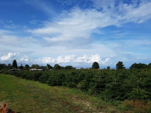 2017-09-03 12.26.37 • nogetiovnen.dk Sommerhus