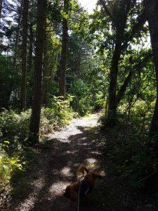 2017-09-03 12.32.55 • nogetiovnen.dk Skov