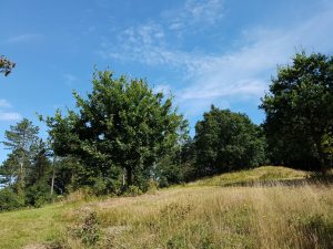 2017-09-03 12.35.29 • nogetiovnen.dk Skov i solskin