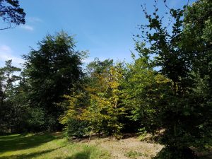 Tandpine og gode grin der lindrer