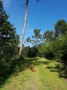 2017-09-03 12.55.21 • nogetiovnen.dk Skov ved sommerhuset