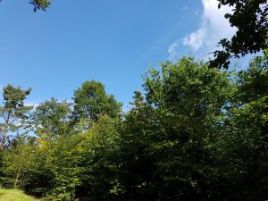 2017-09-03 12.55.33 • nogetiovnen.dk Skov i sommerhuset