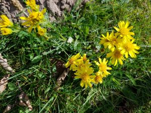 Sommerblomster