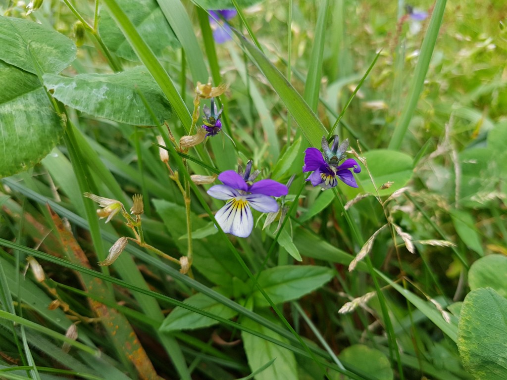 Med barnlig fantasi og fedtet kladdehæfte
