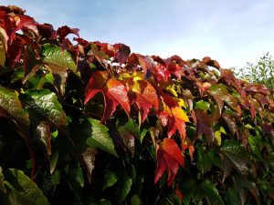 2017-10-13 10.24.10 • nogetiovnen.dk Efterårsferie - opskrifter