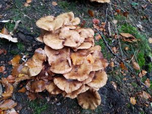 Jagtede ferielykken - og fandt den