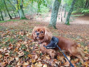 Jagtede ferielykken - og fandt den