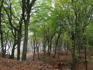 Jagtede ferielykken - og fandt den