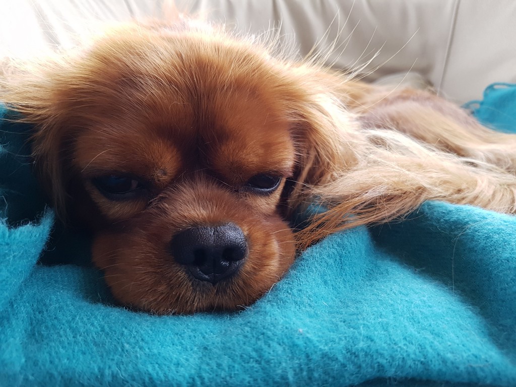 Efterårshygge og nyt lækkert interiør i sommerhuset