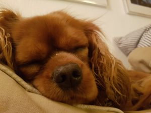 Sommerhuslykke, natlig hundeterror og sofaslumren