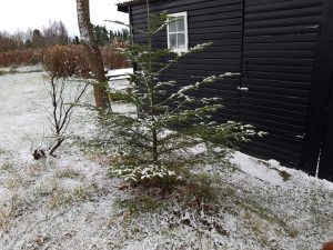 Vinter i sommerhuset