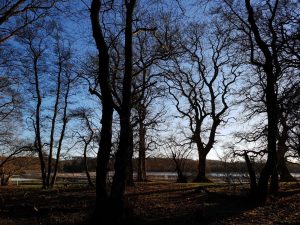 Langå egeskov