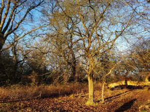 2018-01-07 14.43.53 • nogetiovnen.dk Langå egeskov