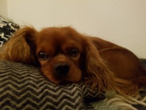 2018-01-24 19.09.37 • nogetiovnenstaging.com Frysende hilsner & weekend lykke i sommerhuset