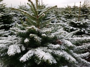 2017-12-10 14.02.19 • nogetiovnen.dk Vinterferie - storm og influenza