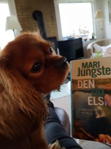 Kallehunden - en kærlighedserklaring til den nuttede Cavalier