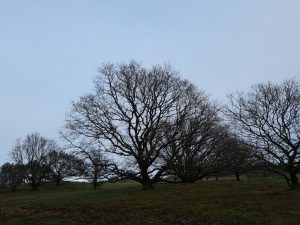 2018-01-27 12.39.03 • nogetiovnen.dk Træer