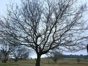 2018-01-27 12.40.32 • nogetiovnen.dk Skovtur