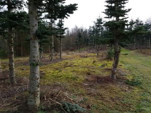 2018-01-28 12.29.26 • nogetiovnen.dk Skoven